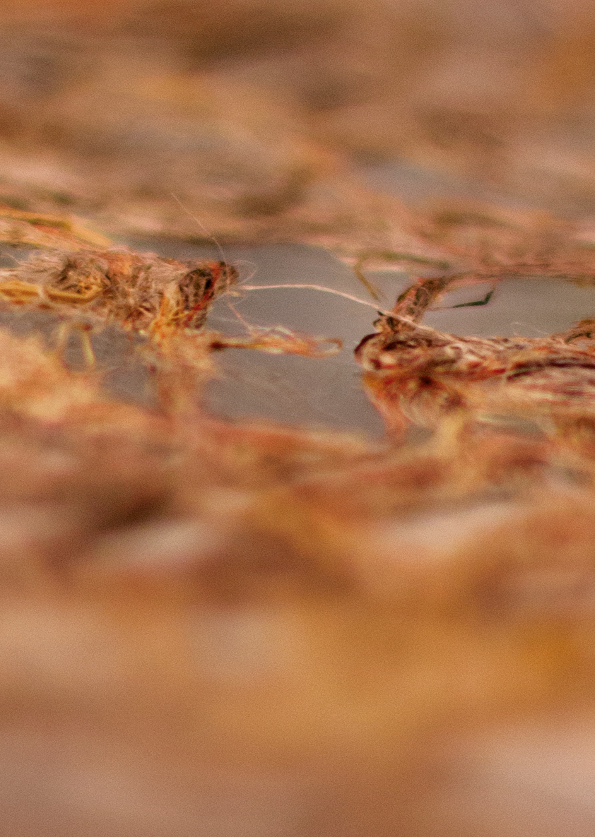 AFFICHE ENTRE LACE MIM ET LAURENCE recherches A